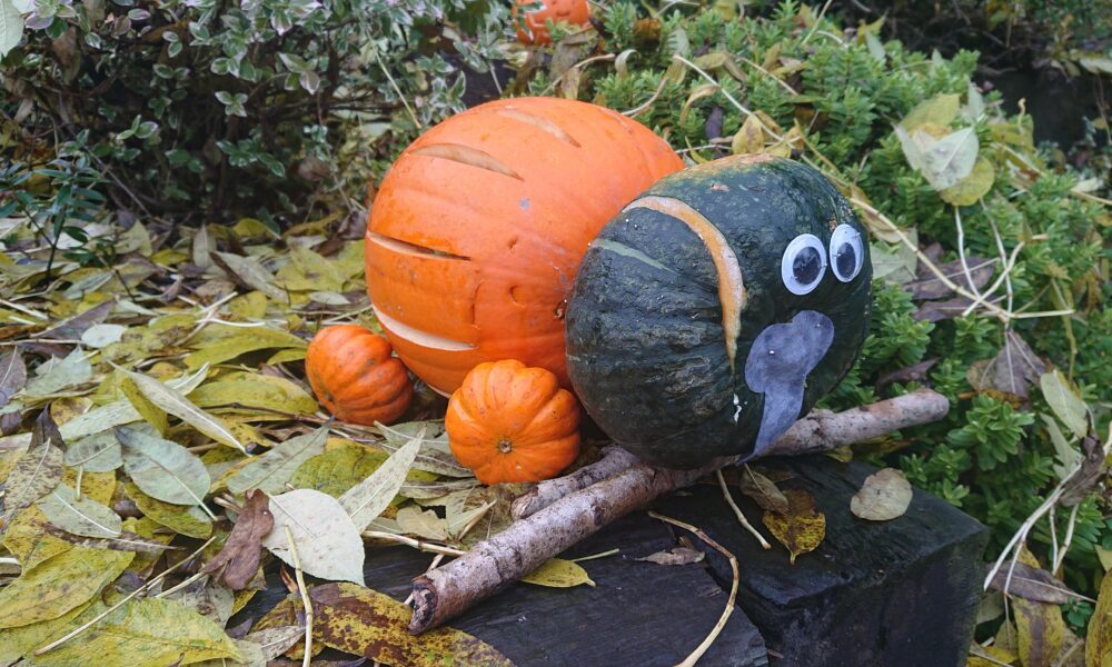 Elephant Pumpkin 241020