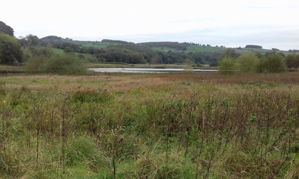 View across Wyver Lane NR