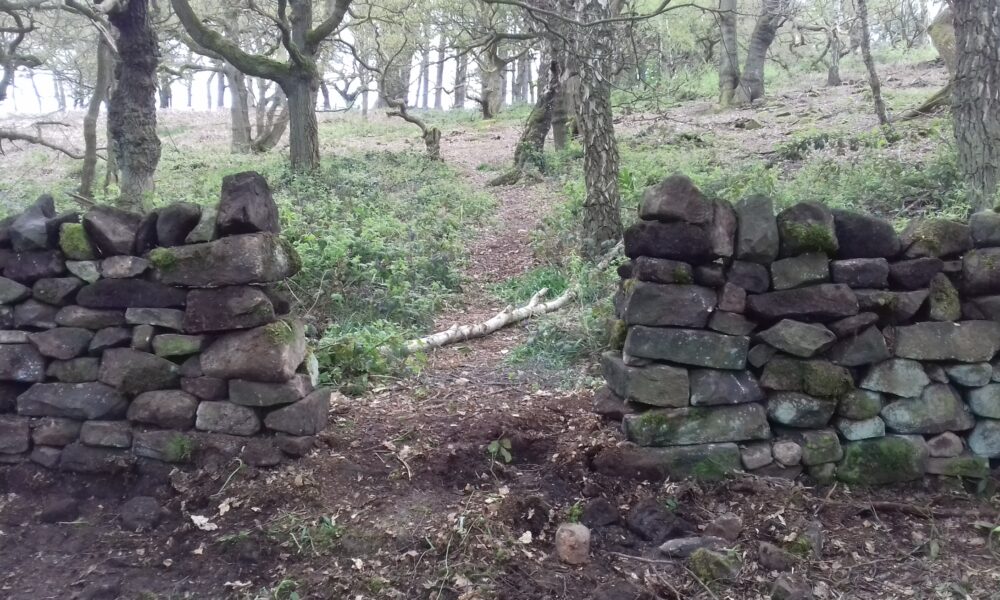 Lea Wood wall and trees