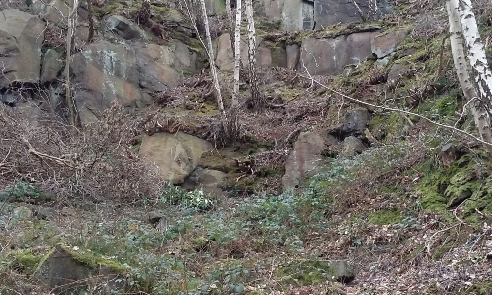 Lea Wood Birch and rocks