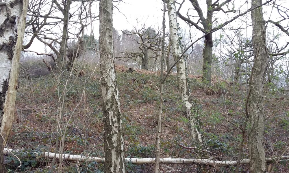 Lea Wood Silver Birch